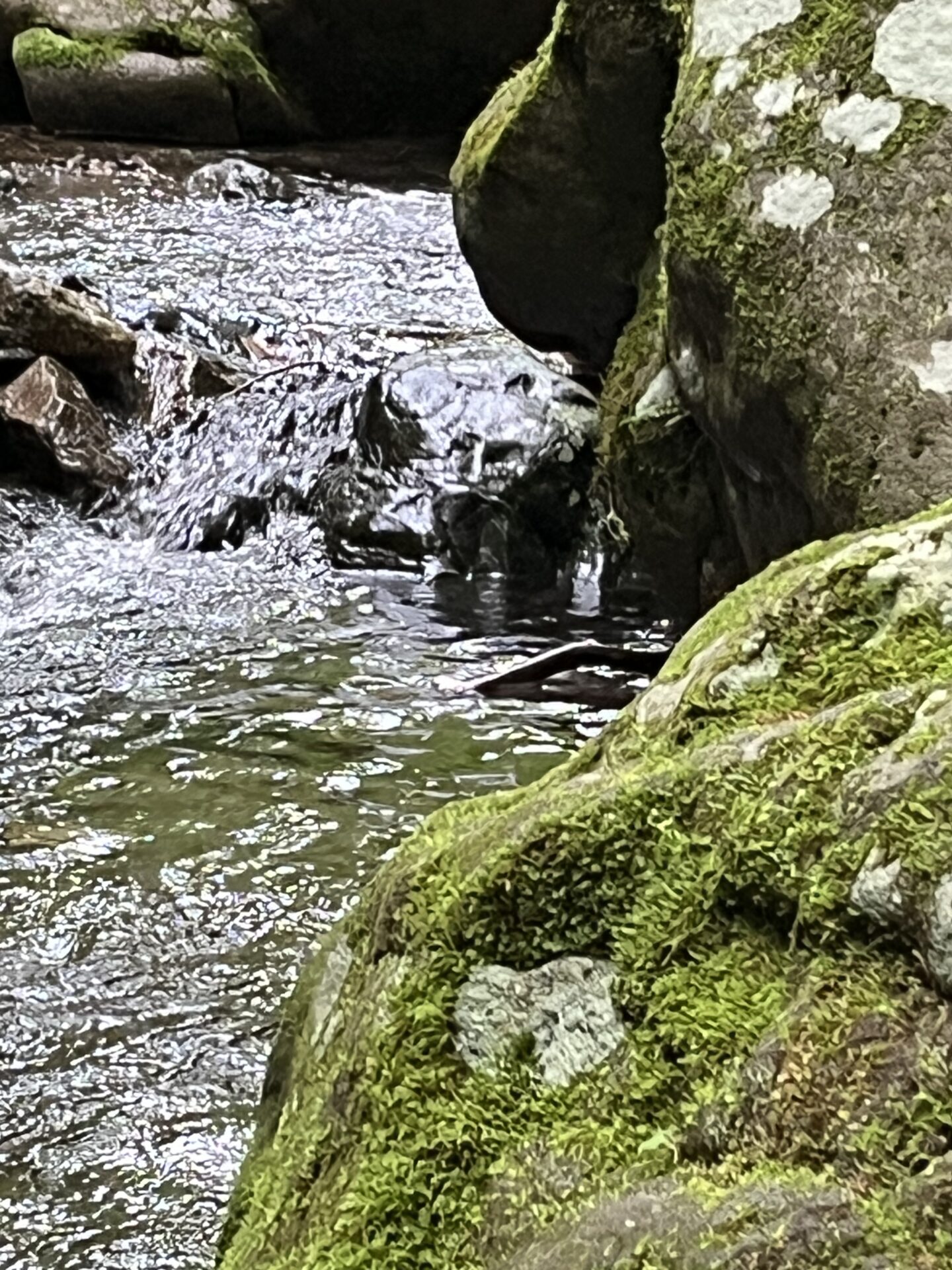 ポイント
岩魚
シャロムの森
16:11