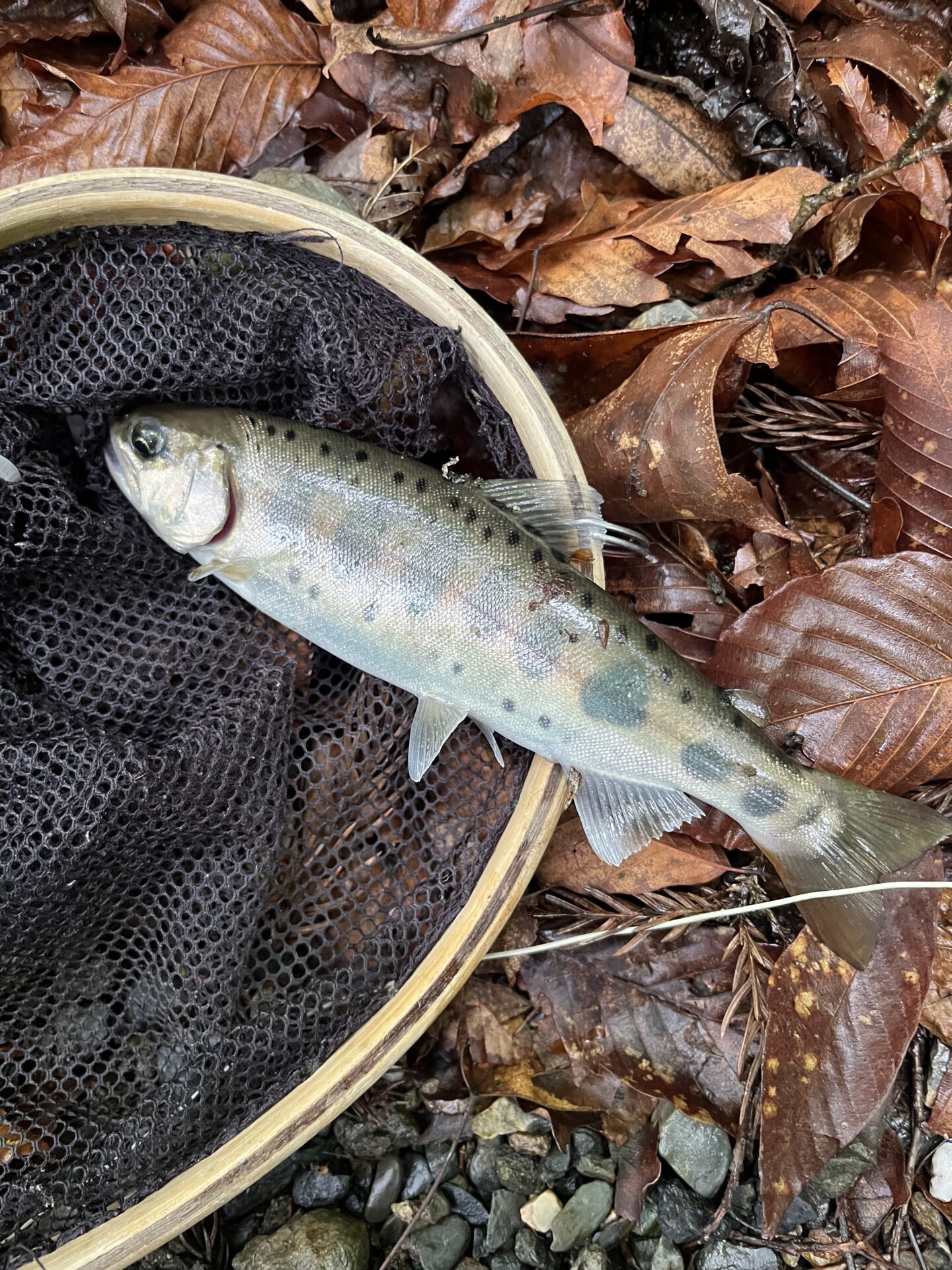 山女魚
シャロムの森
9:26