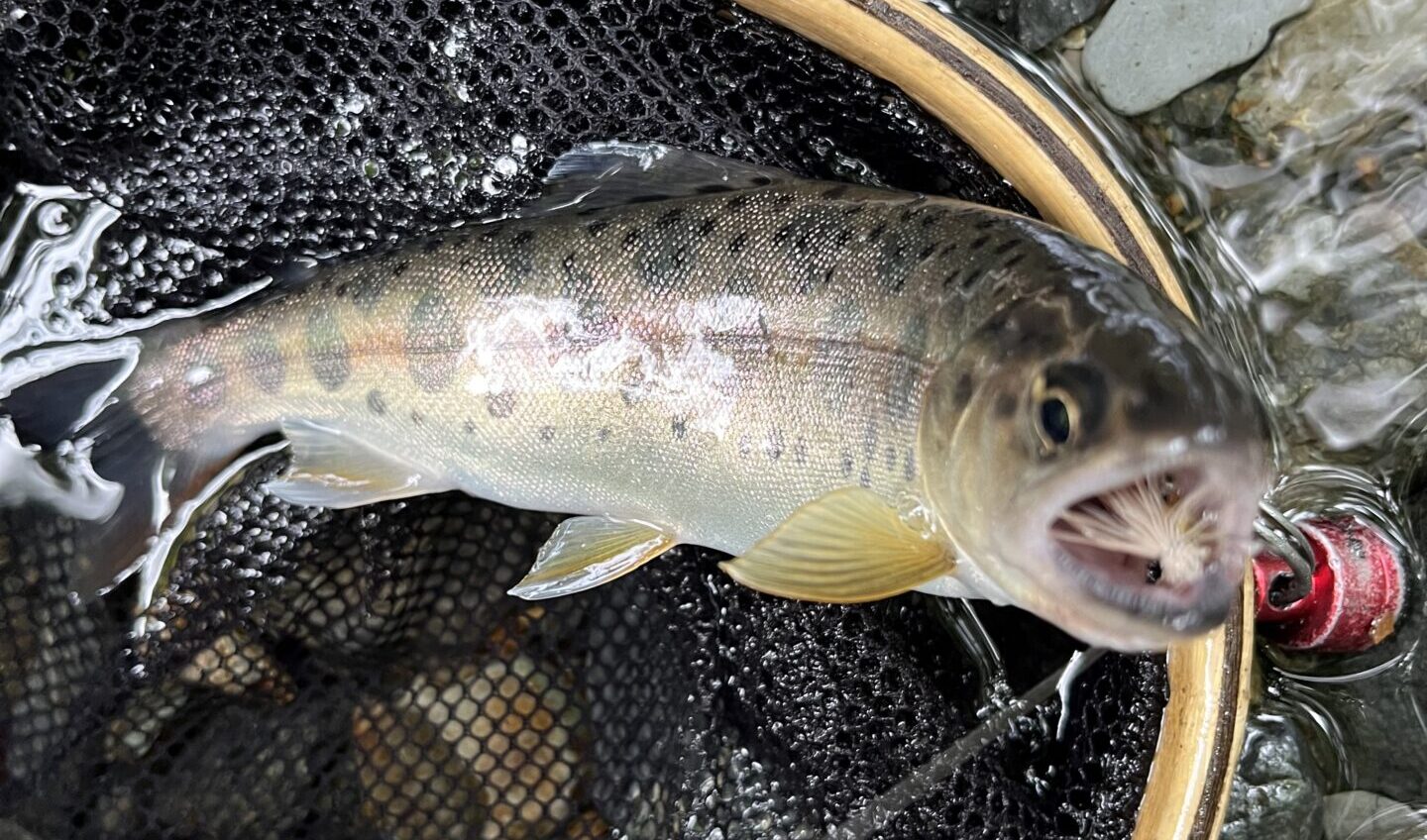 【釣果13匹山女魚9岩魚4】シャロムの森2025.6.26