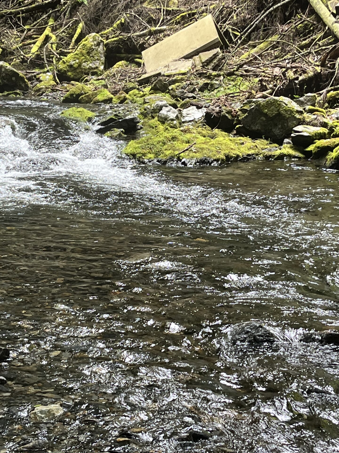 ポイント
山女魚
シャロムの森
10:33