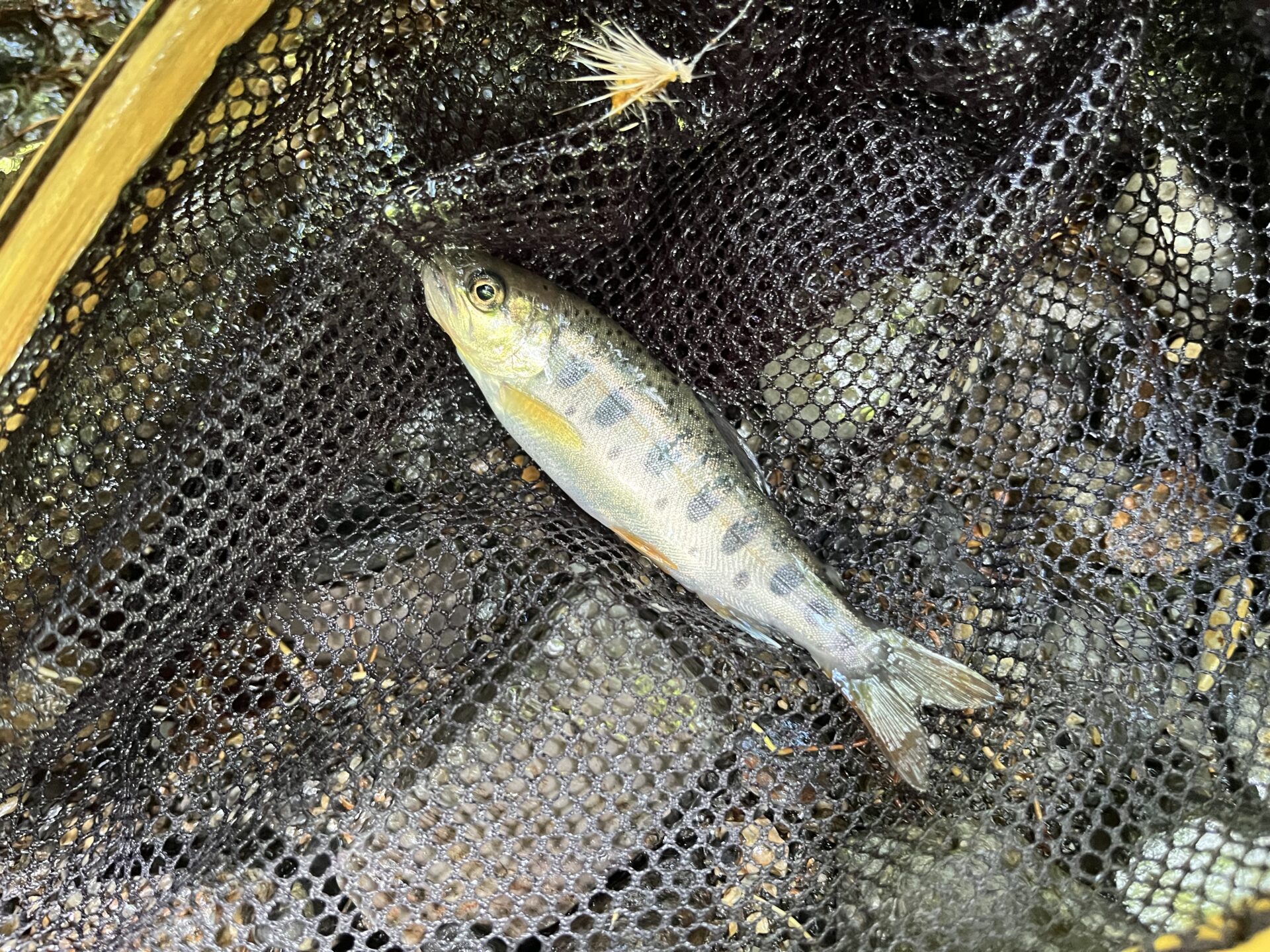 山女魚
シャロムの森
11:00