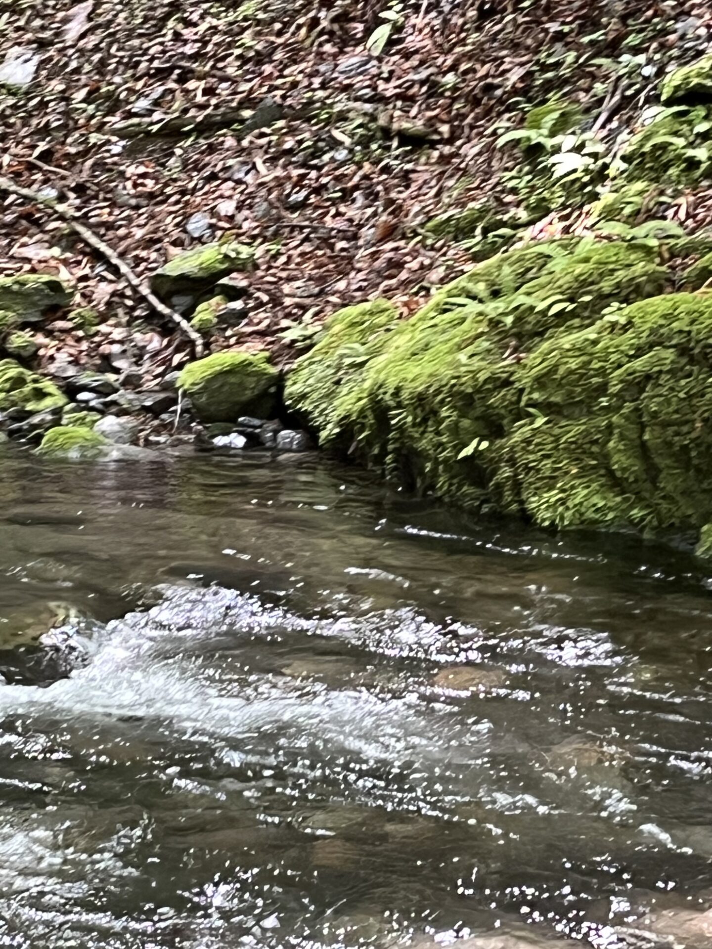 ポイント
山女魚
シャロムの森
11:00
