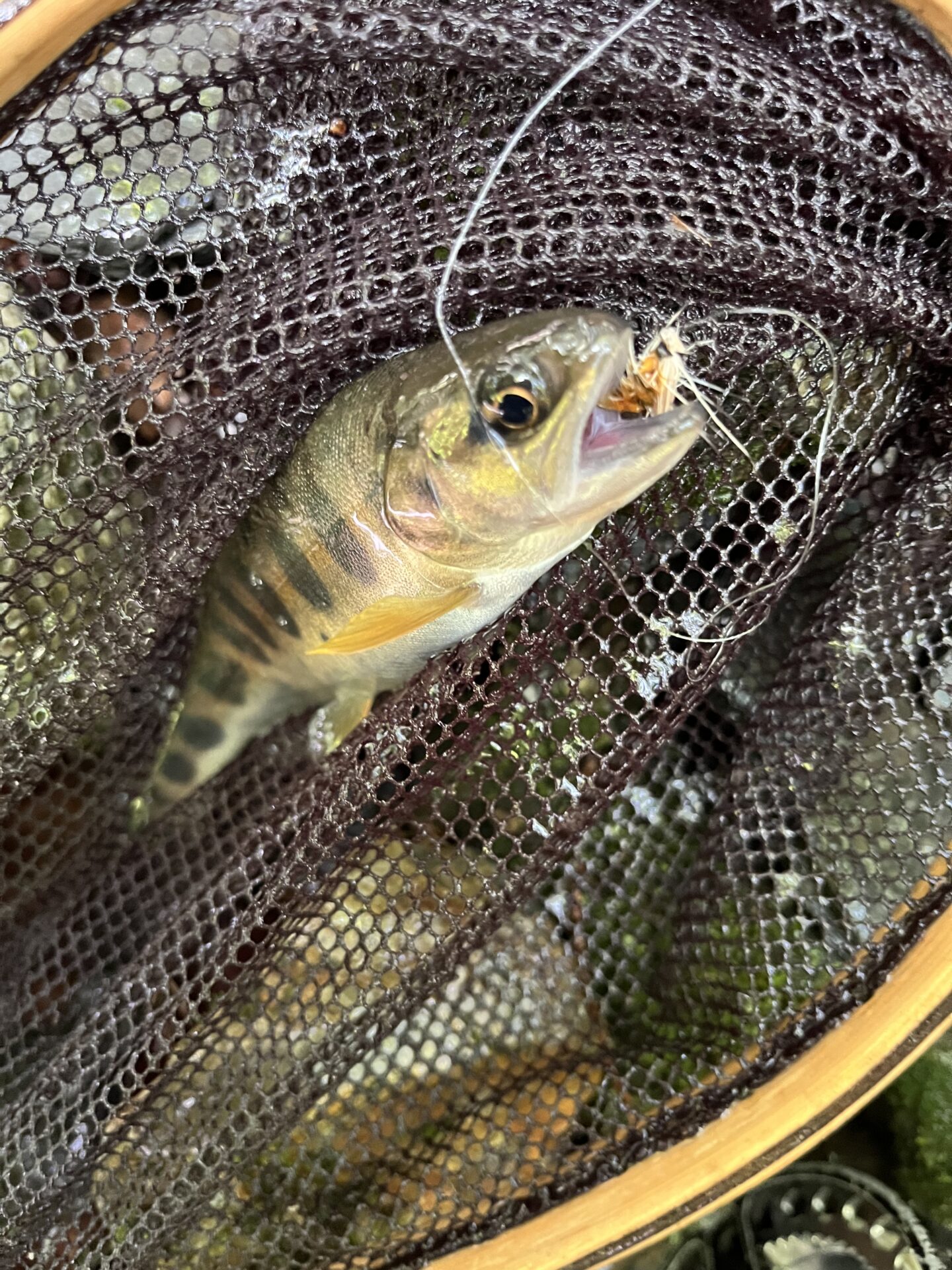 山女魚
シャロムの森
11:24