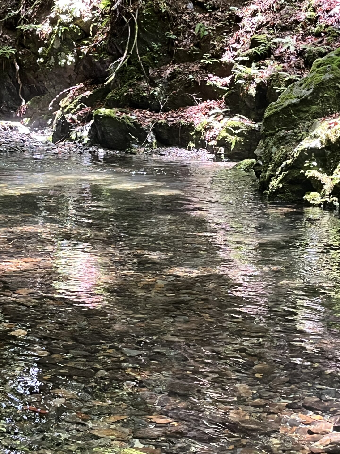 ポイント
山女魚
シャロムの森
11:24