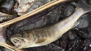 【釣果13匹山女魚9岩魚4】シャロムの森2025.6.26 