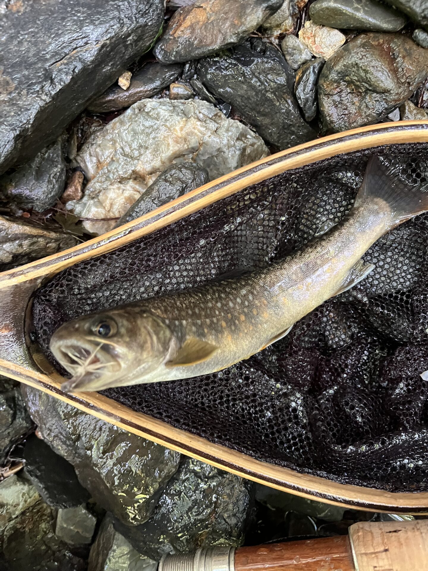 岩魚
シャロムの森
11:29