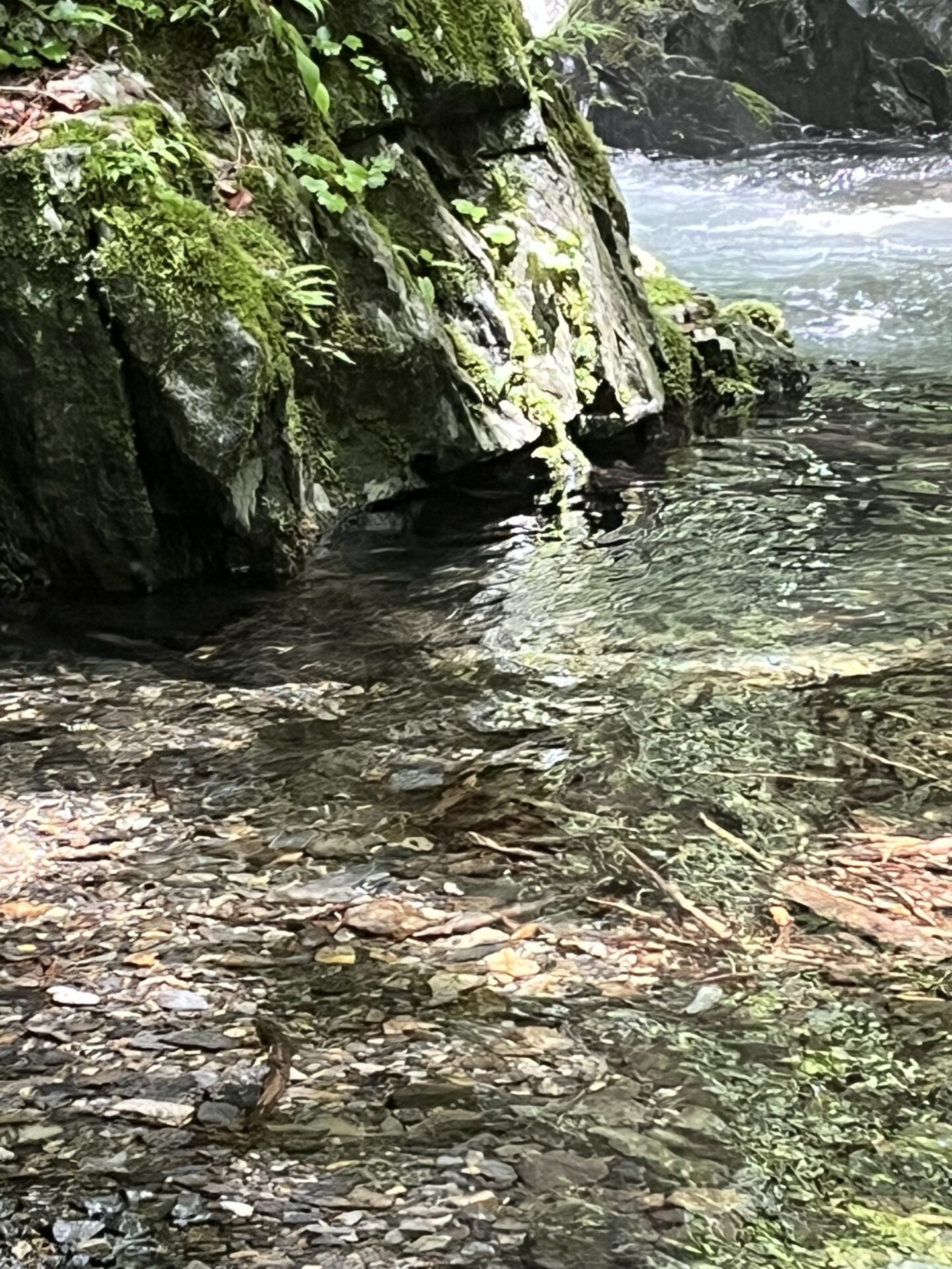 ポイント
岩魚
シャロムの森
11:29