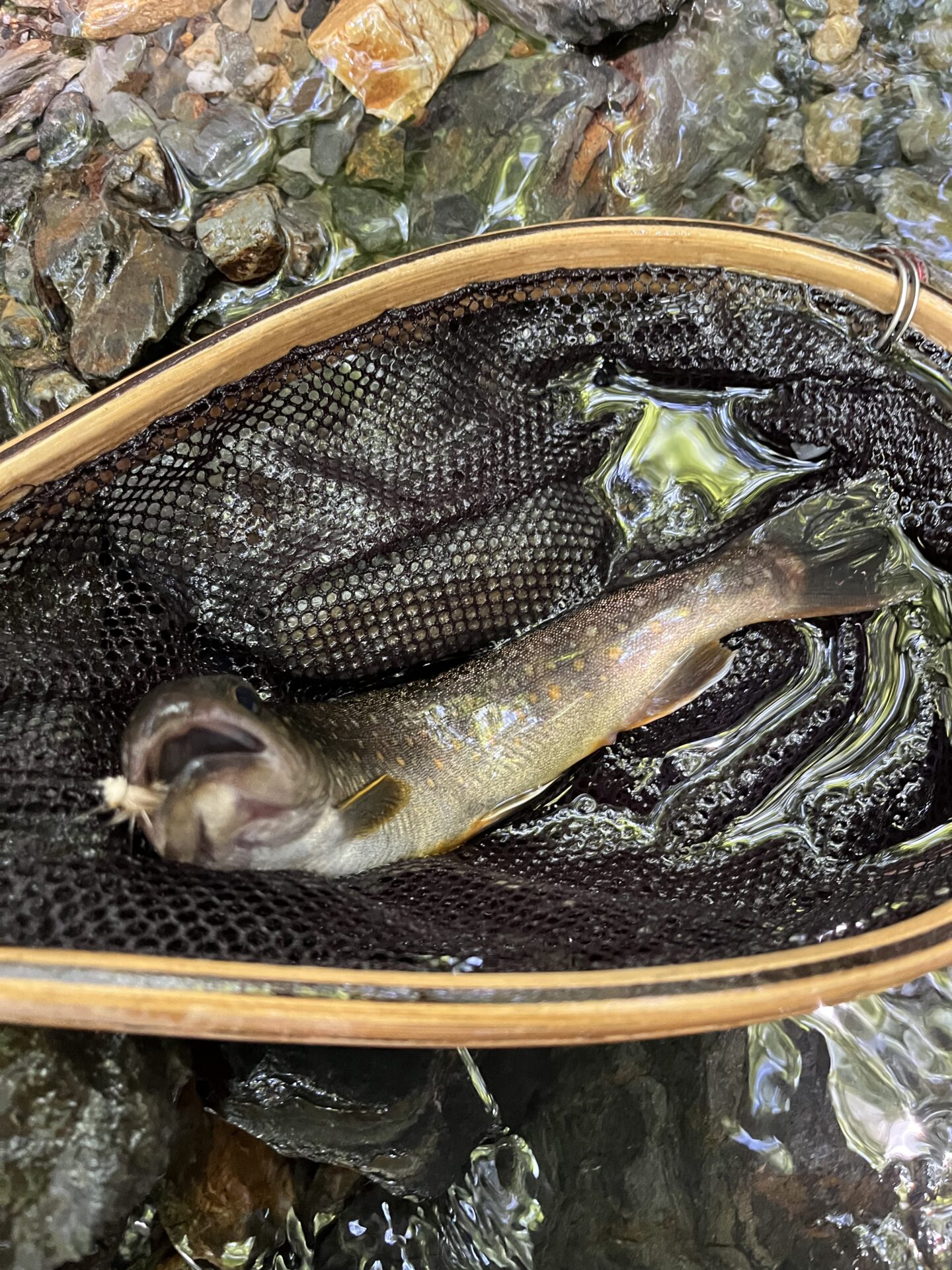 岩魚
シャロムの森
11:41