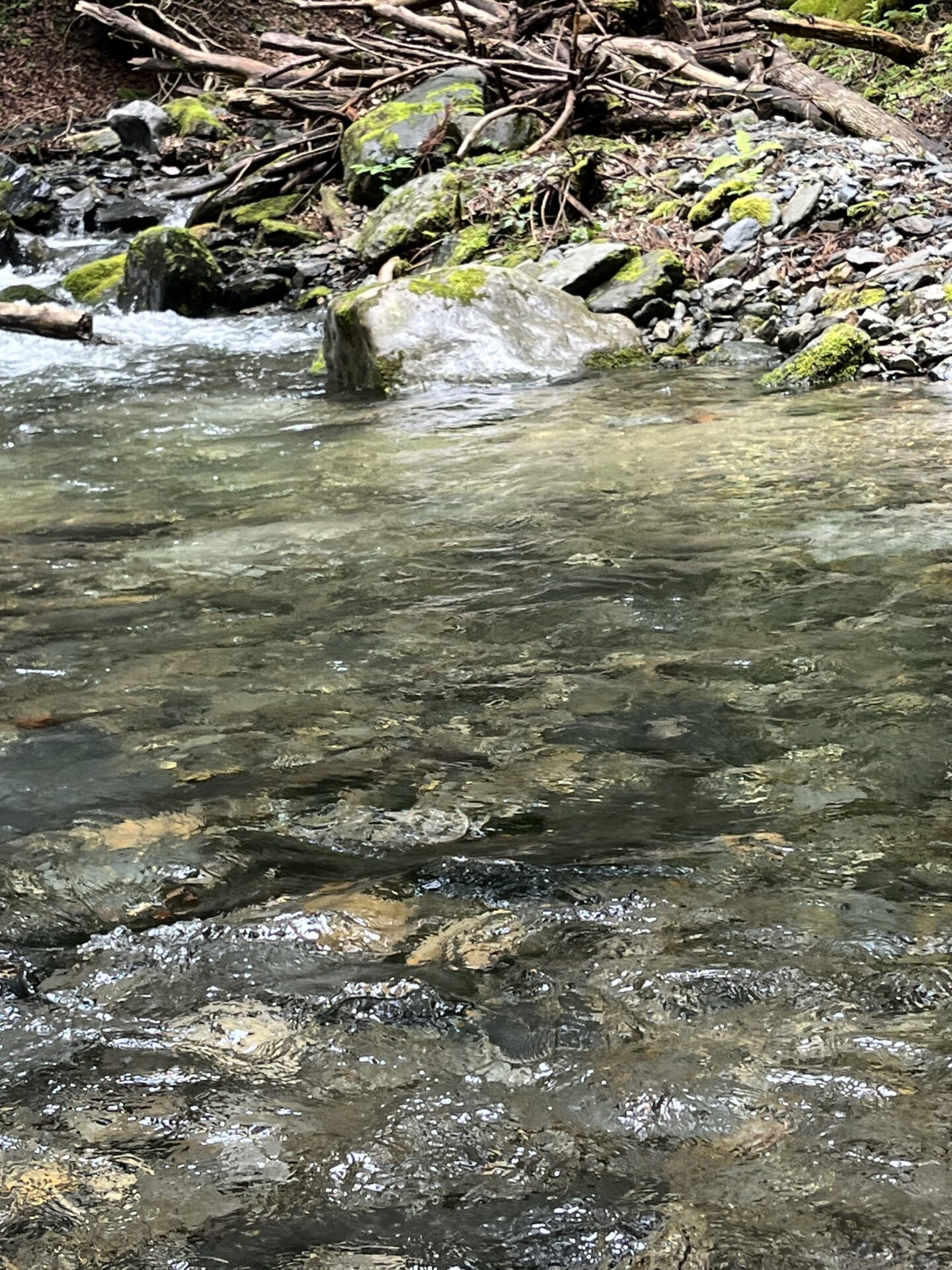 ポイント
山女魚
シャロムの森
12:34