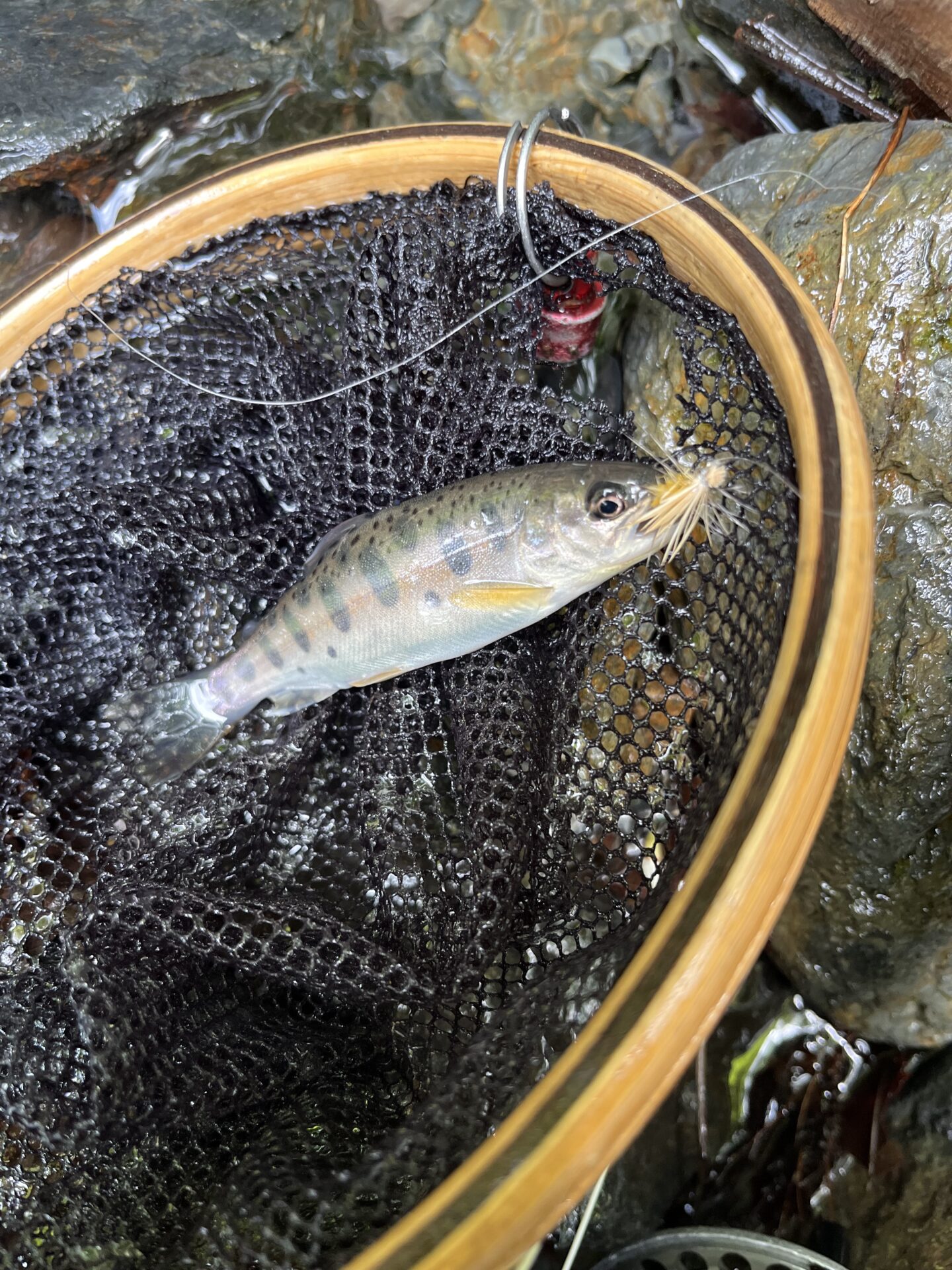 山女魚
シャロムの森
12:43