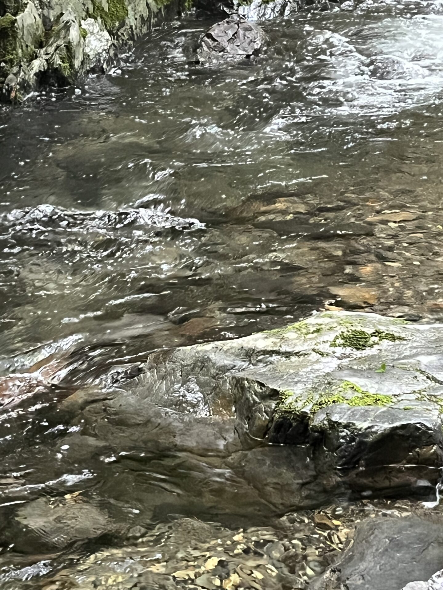 ポイント
山女魚
シャロムの森
13:28