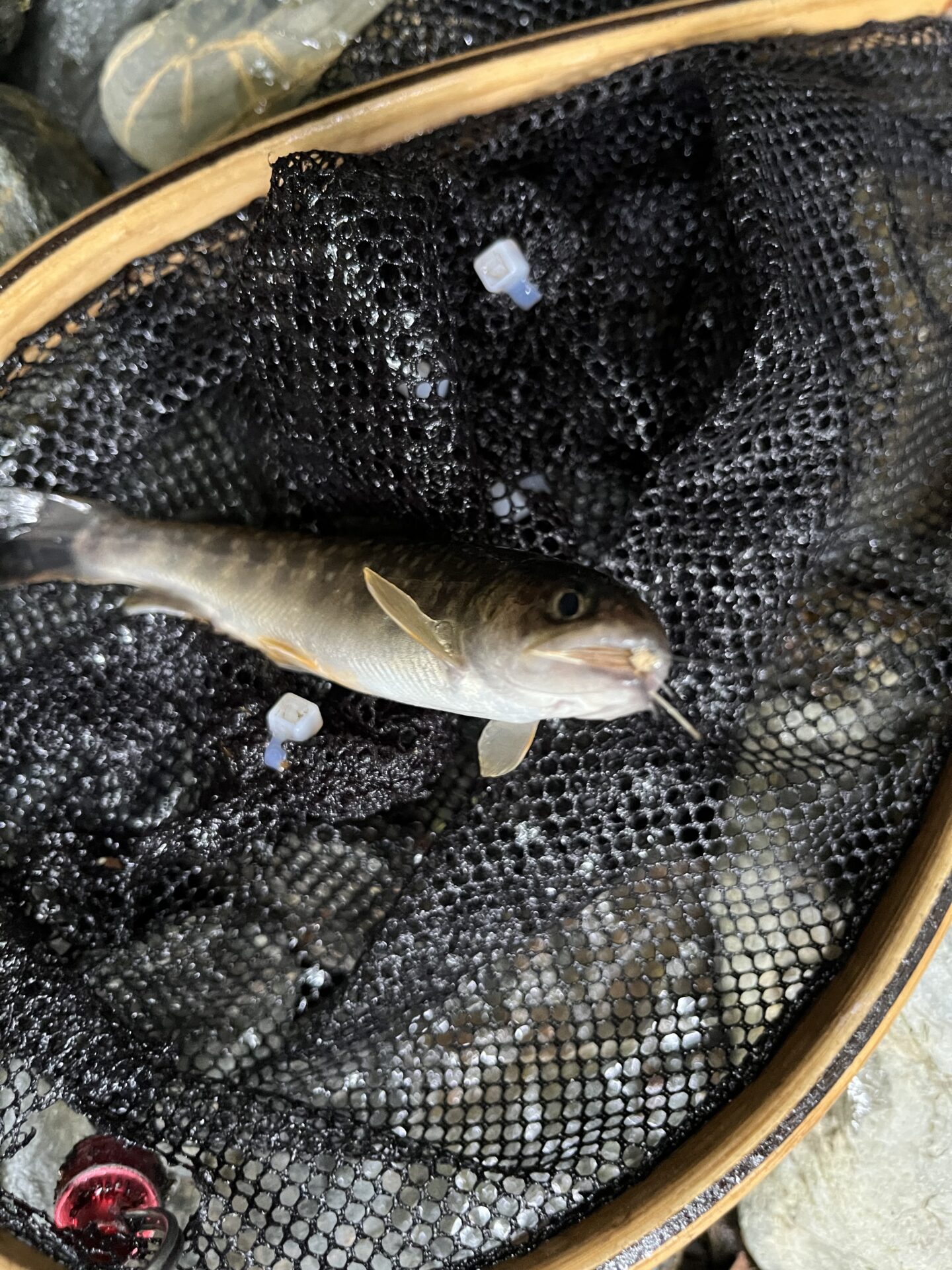 岩魚
シャロムの森
13:31