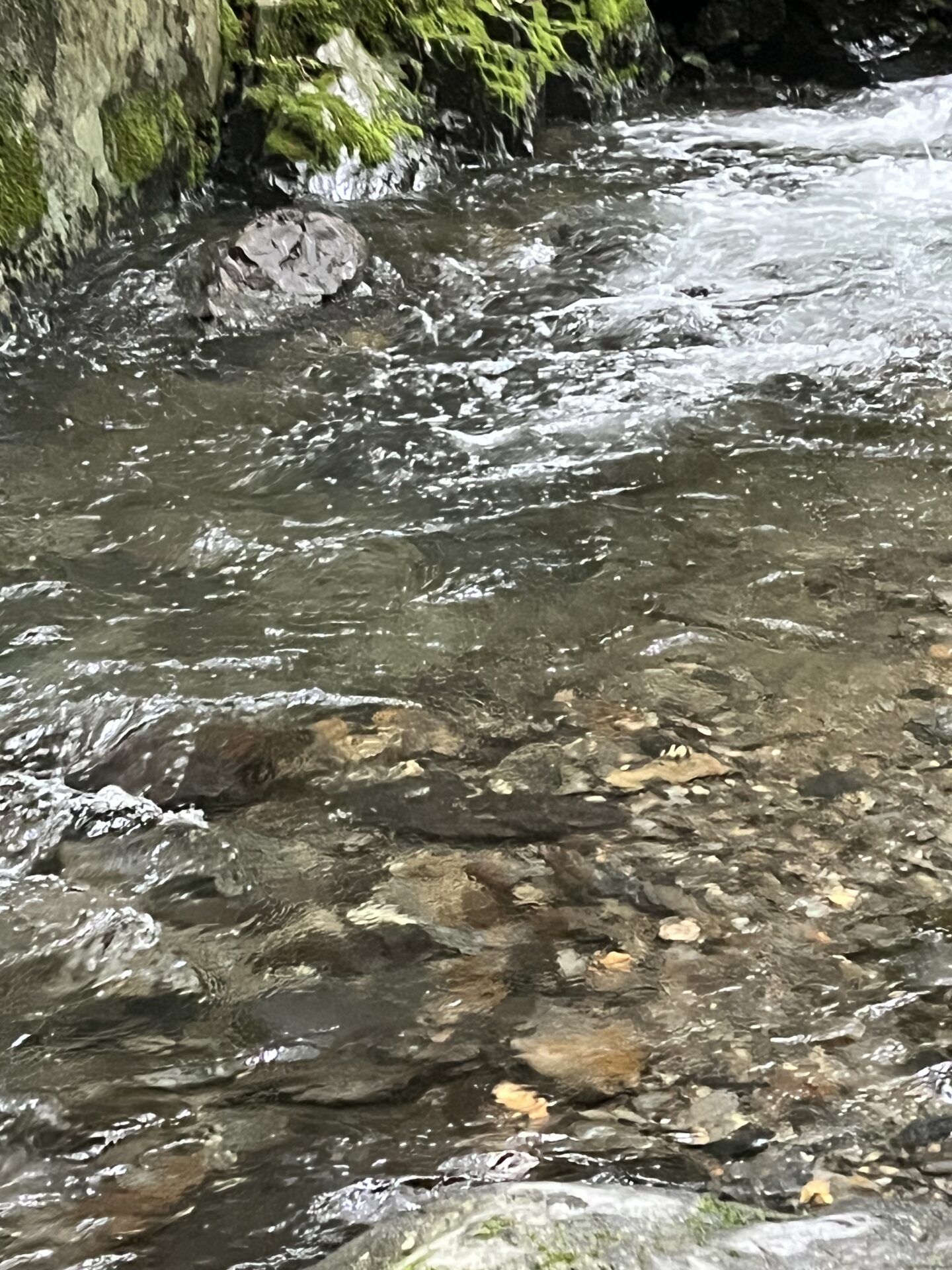 ポイント
岩魚
シャロムの森
13:31