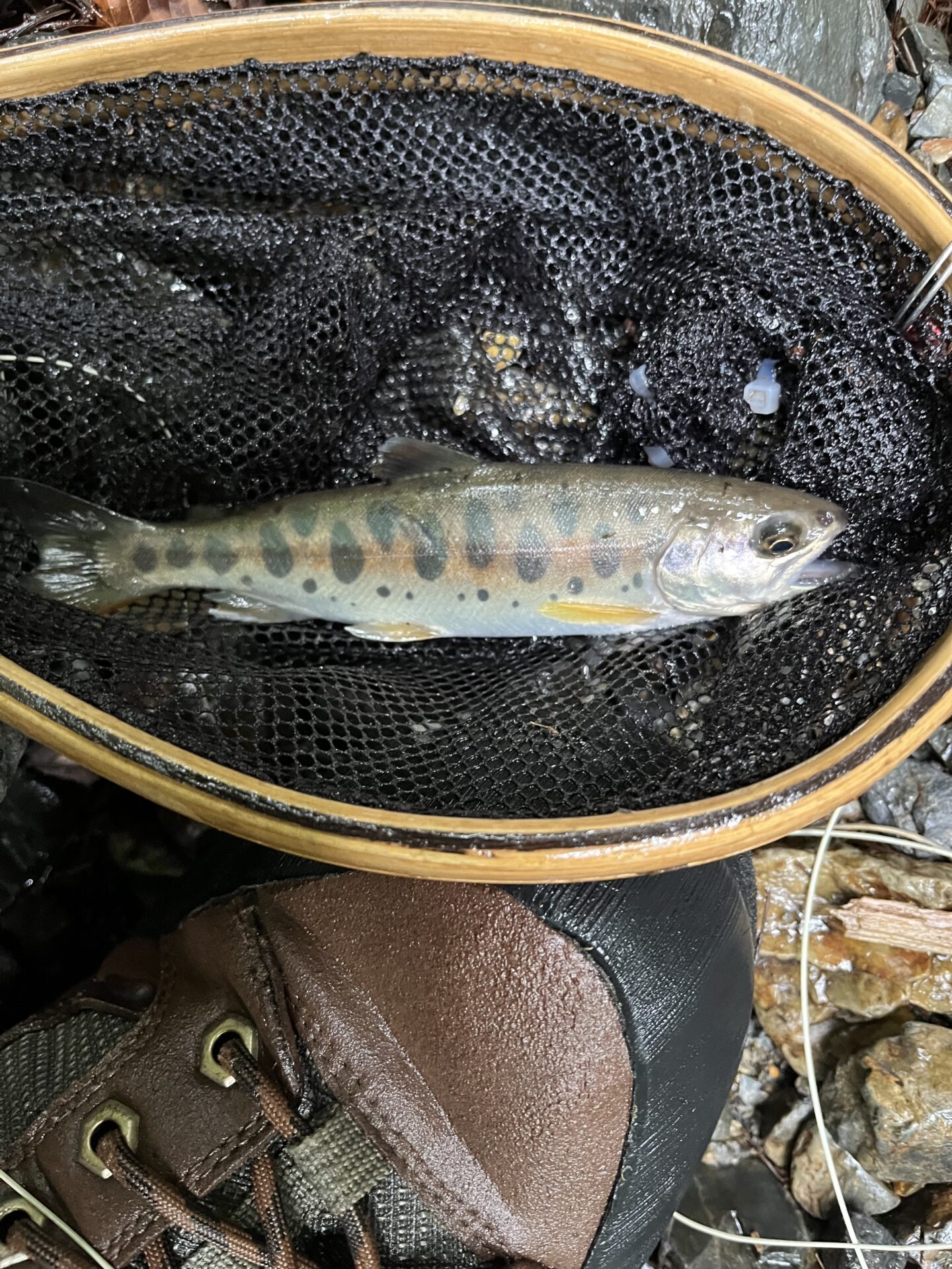 山女魚
シャロムの森
14:31