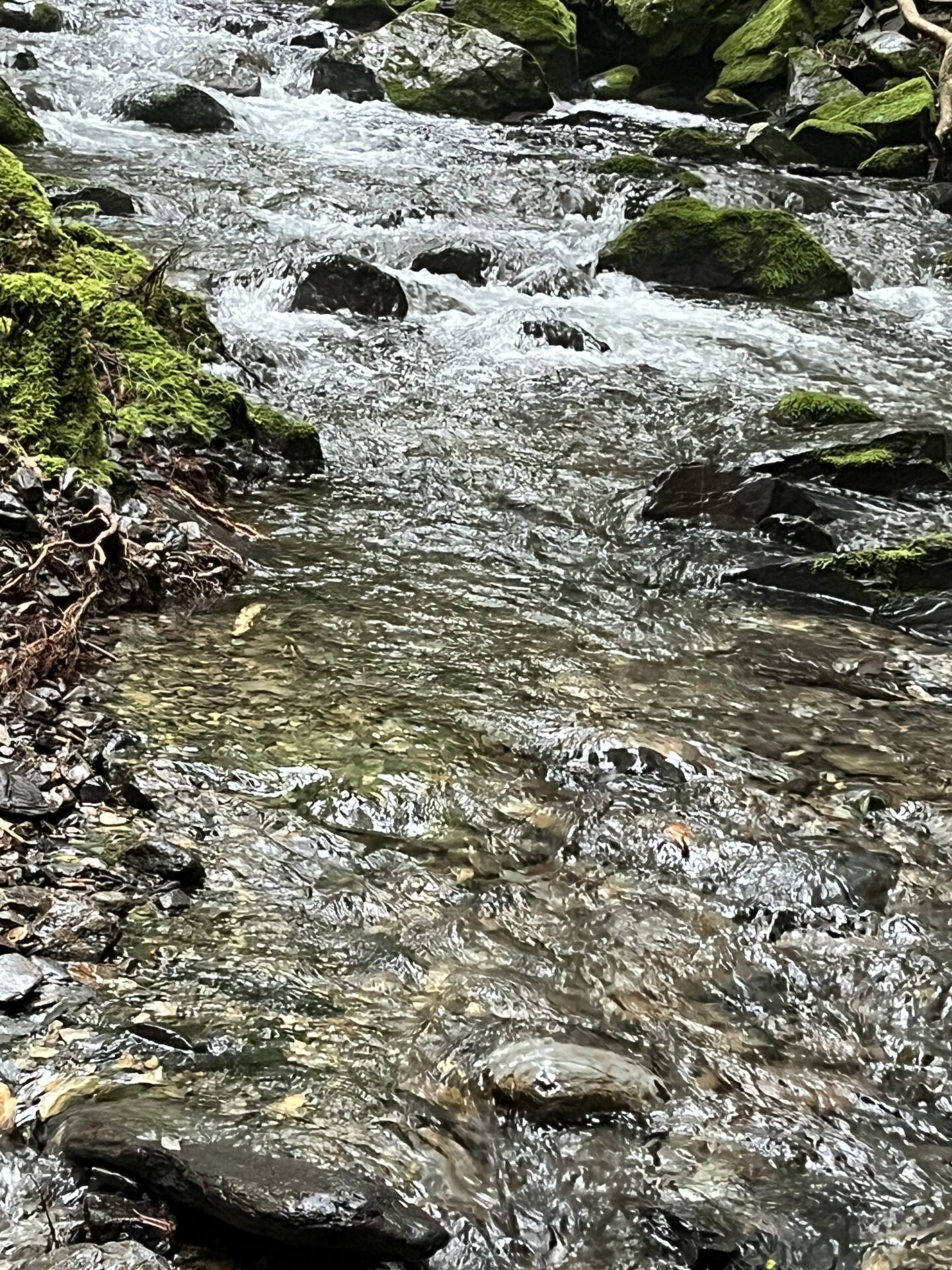 ポイント
山女魚
シャロムの森
14:31