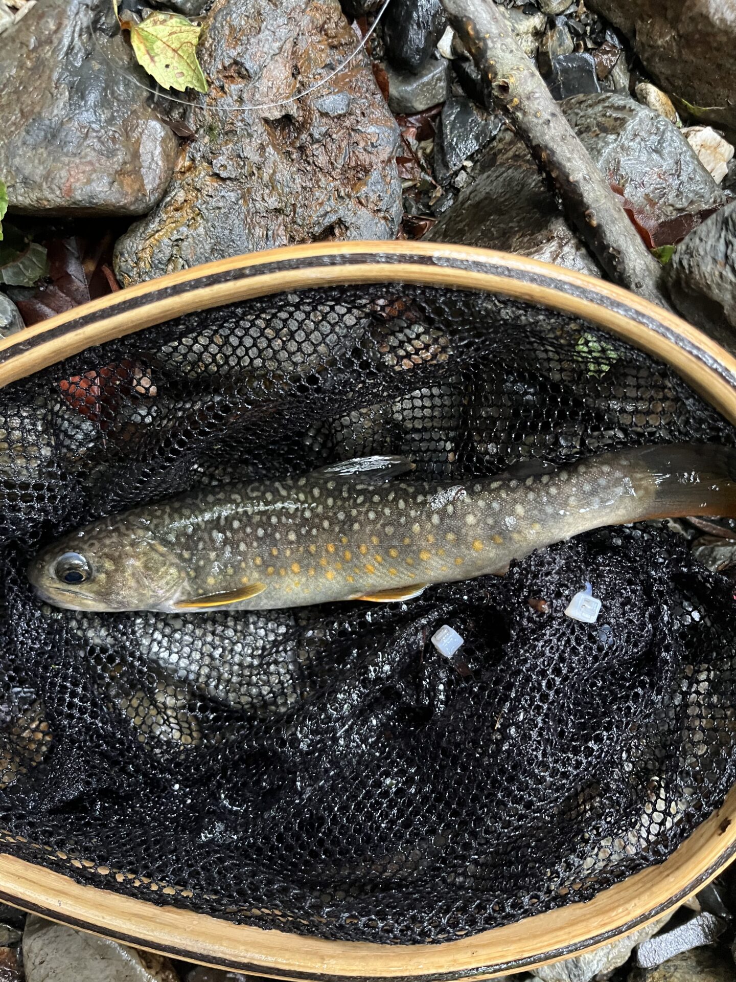 岩魚
シャロムの森
14:47