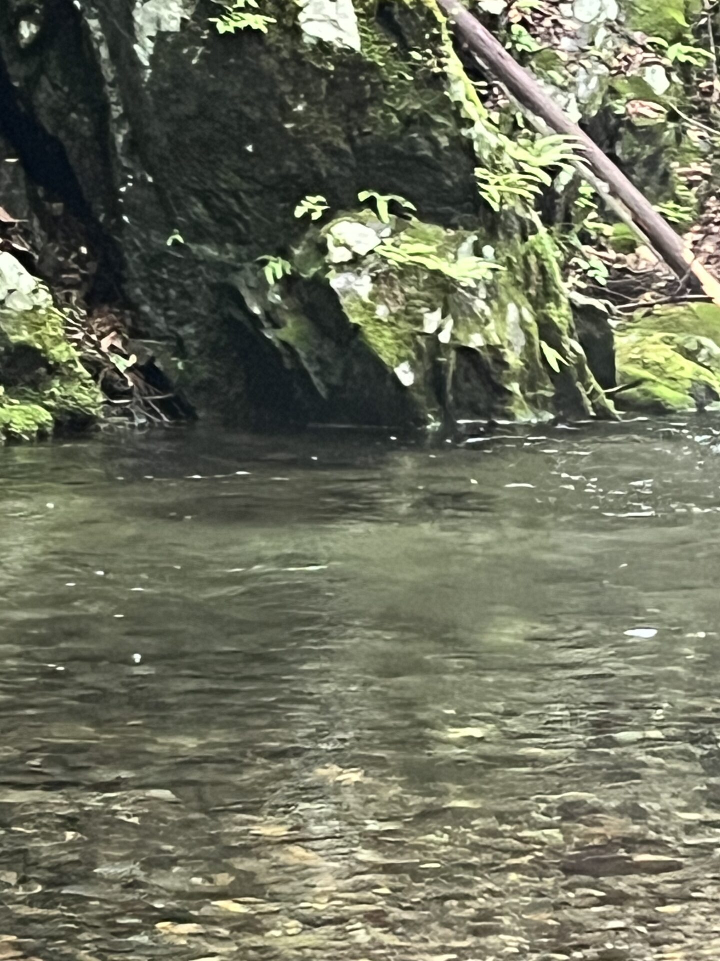 ポイント
岩魚
シャロムの森
14:47