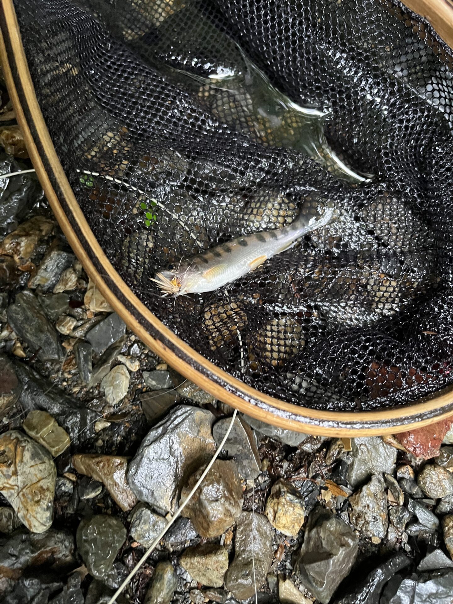 山女魚
シャロムの森
15:01