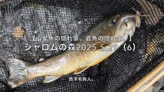 【フライフィッシング】余裕が釣果につながる！ 