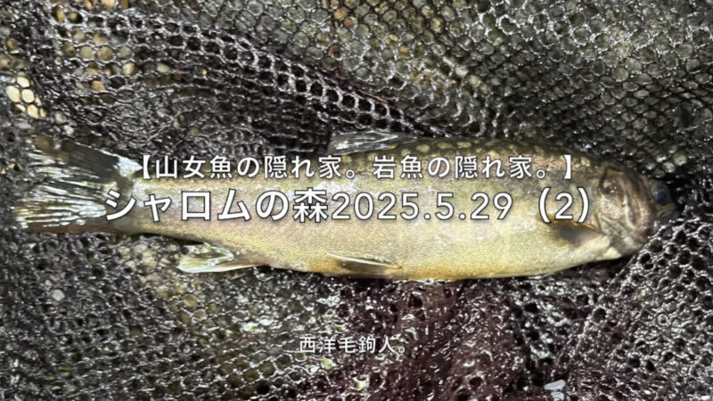 【フライフィッシング】・・・神経質かな?なかなか出ない・・・。
