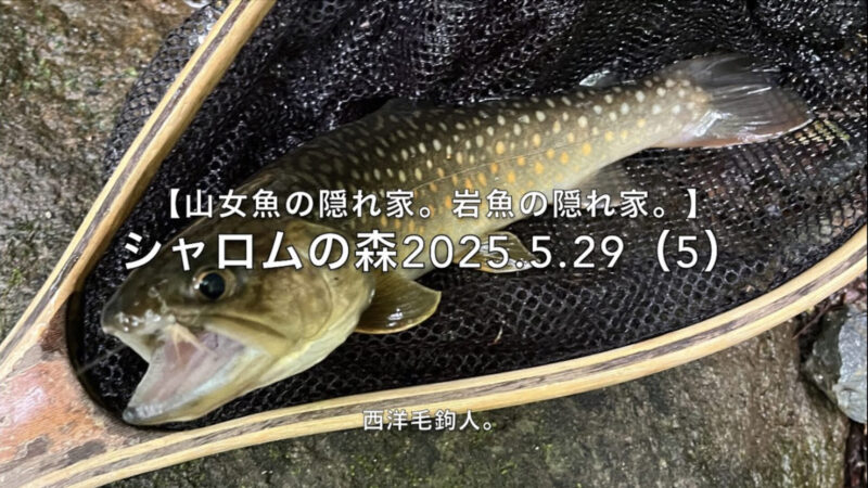 【フライフィッシング】殺気のない毛鉤に岩魚は寄ってくる!?