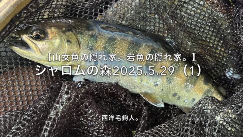 【フライフィッシング】えっ!?山女魚?