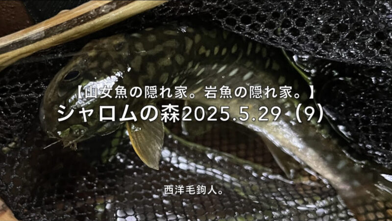 【フライフィッシング】入渓者がいるなら、淵の直前を狙う!