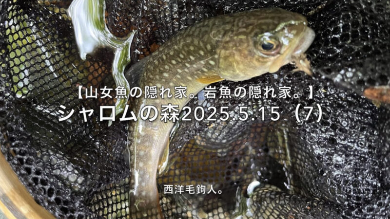【フライフィッシング】予想外の場所で出た!サイズは予想的中・・・(泣)