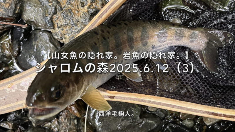 【フライフィッシング】山女魚の日かな?