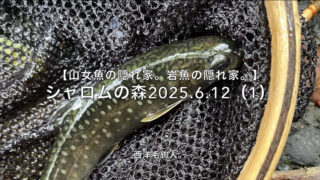 【フライフィッシング】釣れちゃった・・・それでも1匹！ 