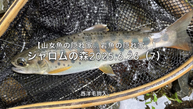 【フライフィッシング】流芯脇の日かな?