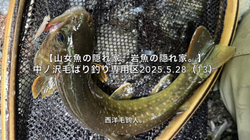 【フライフィッシング】ポイントに入るために、岩魚が順番待ちをしている!?