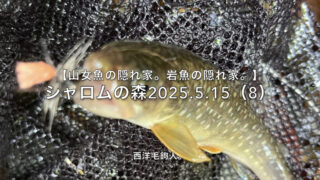 【フライフィッシング】岩魚には派手な毛鉤が効く！ 