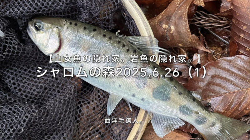 【フライフィッシング】第1投目から釣れちゃった。