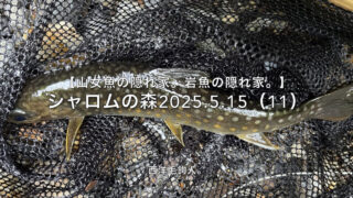 【フライフィッシング】いろんな葛藤の中で釣るのは、楽しい！ 