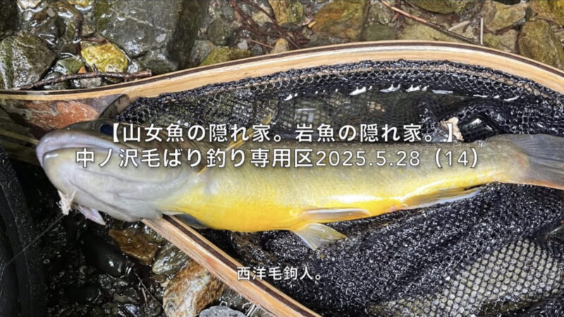 【フライフィッシング】遠目からキャスト・・・逃げられることもある。