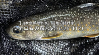【フライフィッシング】岩魚は、気まぐれ。 