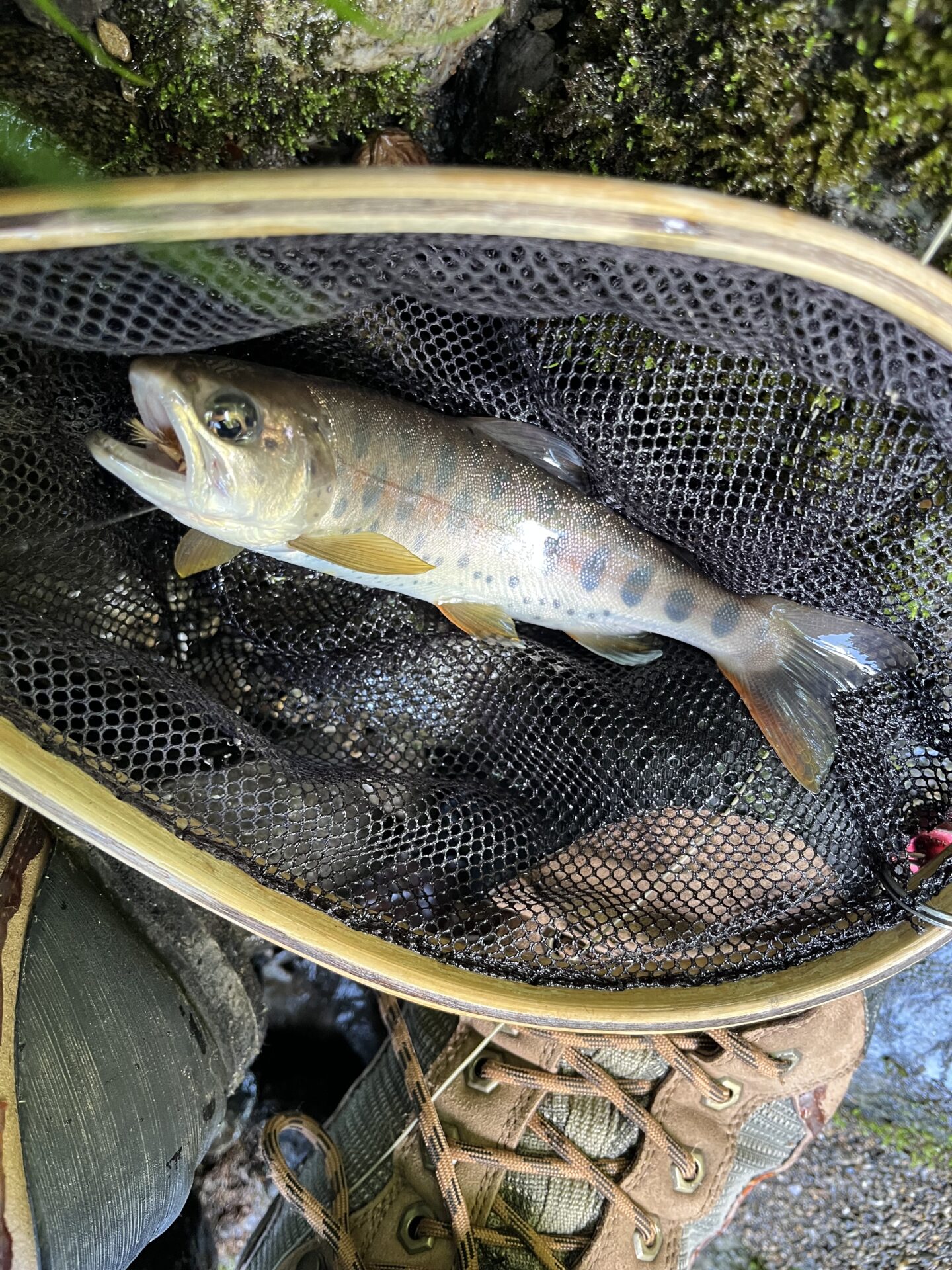 山女魚
上野村
特設釣り場
中丿沢毛ばり釣り専用区
2025.7.23
9:22