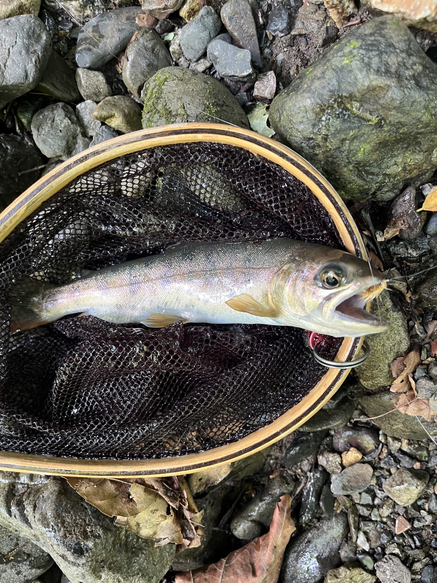 山女魚
上野村
特設釣り場
中丿沢毛ばり釣り専用区
2025.7.23
11:15
