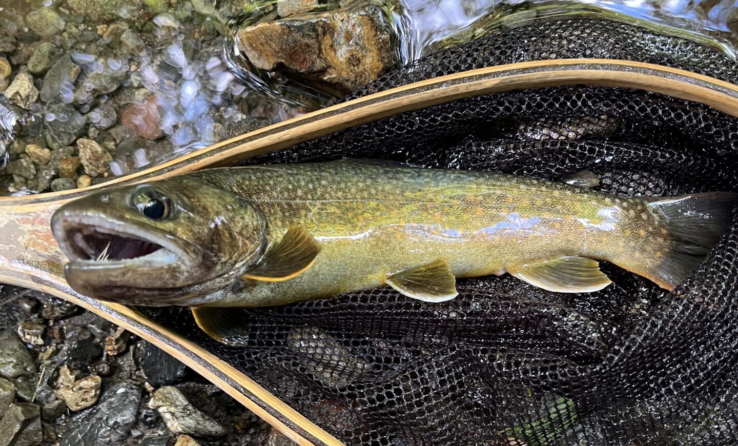 【釣果10匹山女魚4岩魚6】中丿沢毛ばり釣り専用区2025.7.23