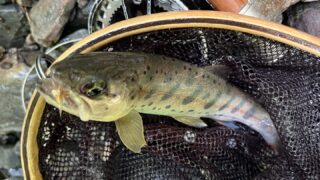 【釣果10匹山女魚4岩魚6】中丿沢毛ばり釣り専用区2025.7.23 