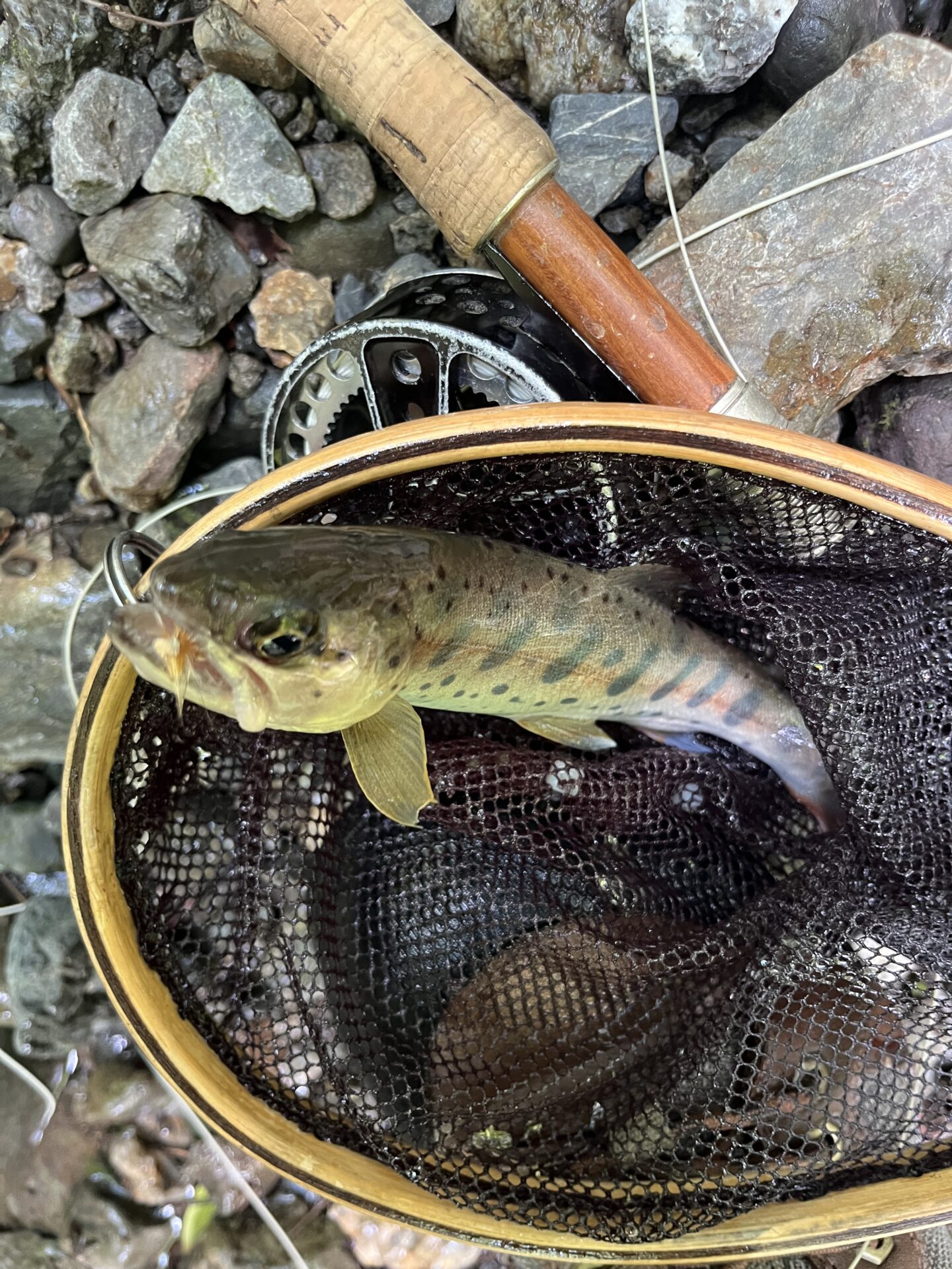 山女魚
上野村
特設釣り場
中丿沢毛ばり釣り専用区
2025.7.23
12:02
