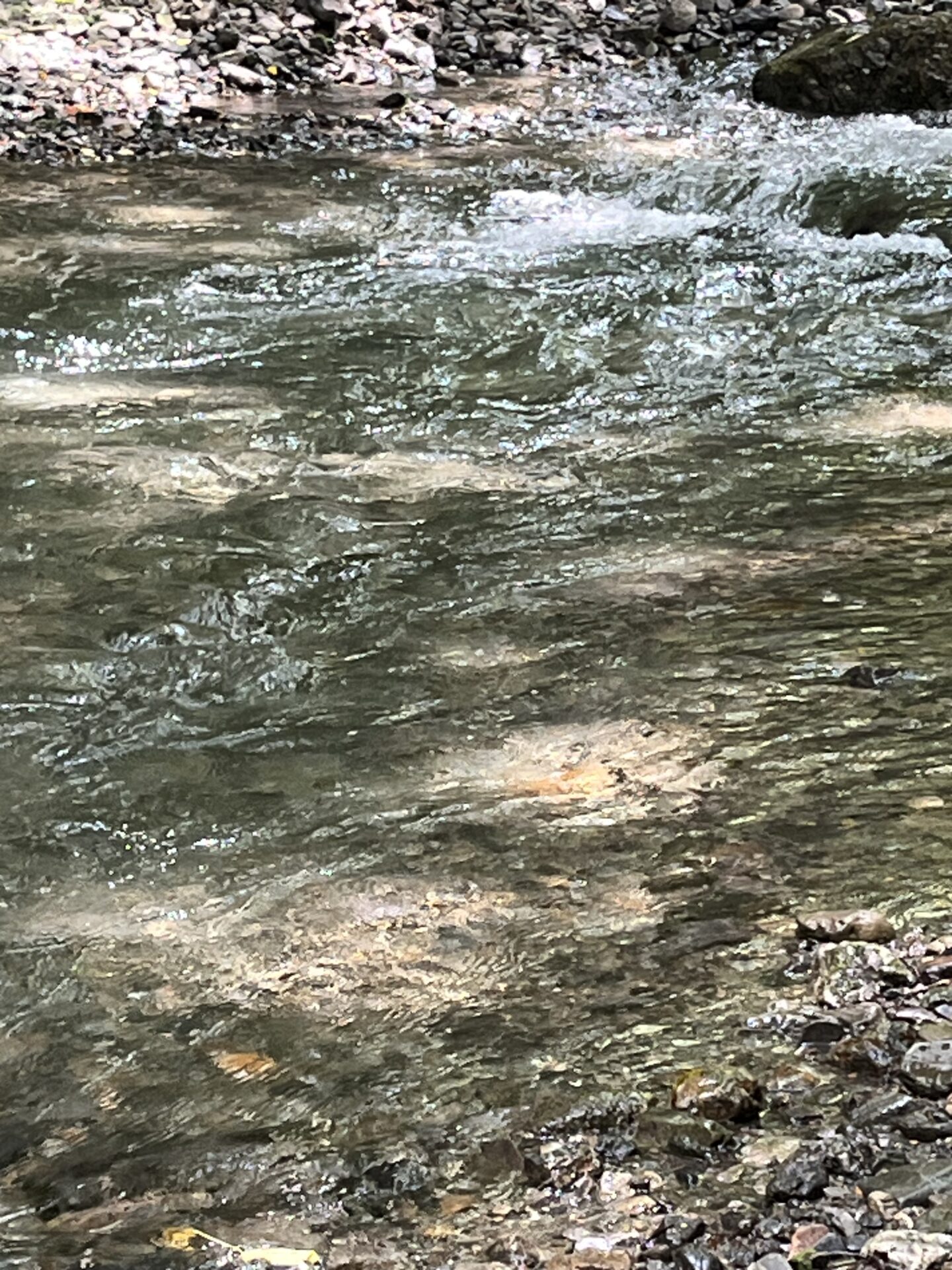 ポイント
山女魚
上野村
特設釣り場
中丿沢毛ばり釣り専用区
2025.7.23
12:02
