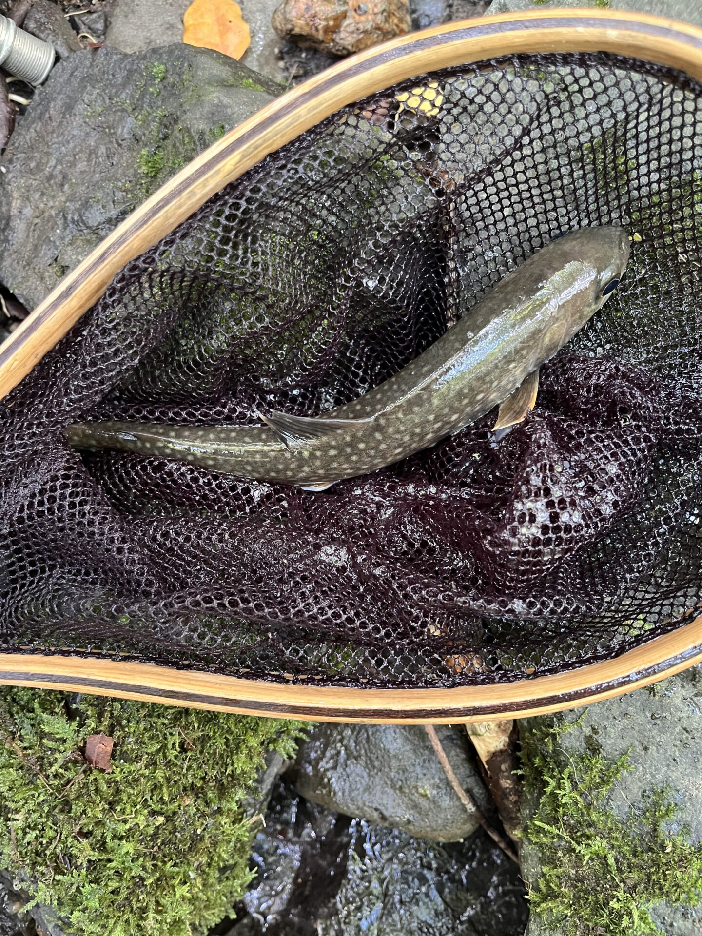 岩魚
上野村
特設釣り場
中丿沢毛ばり釣り専用区
2025.7.23
12:17
