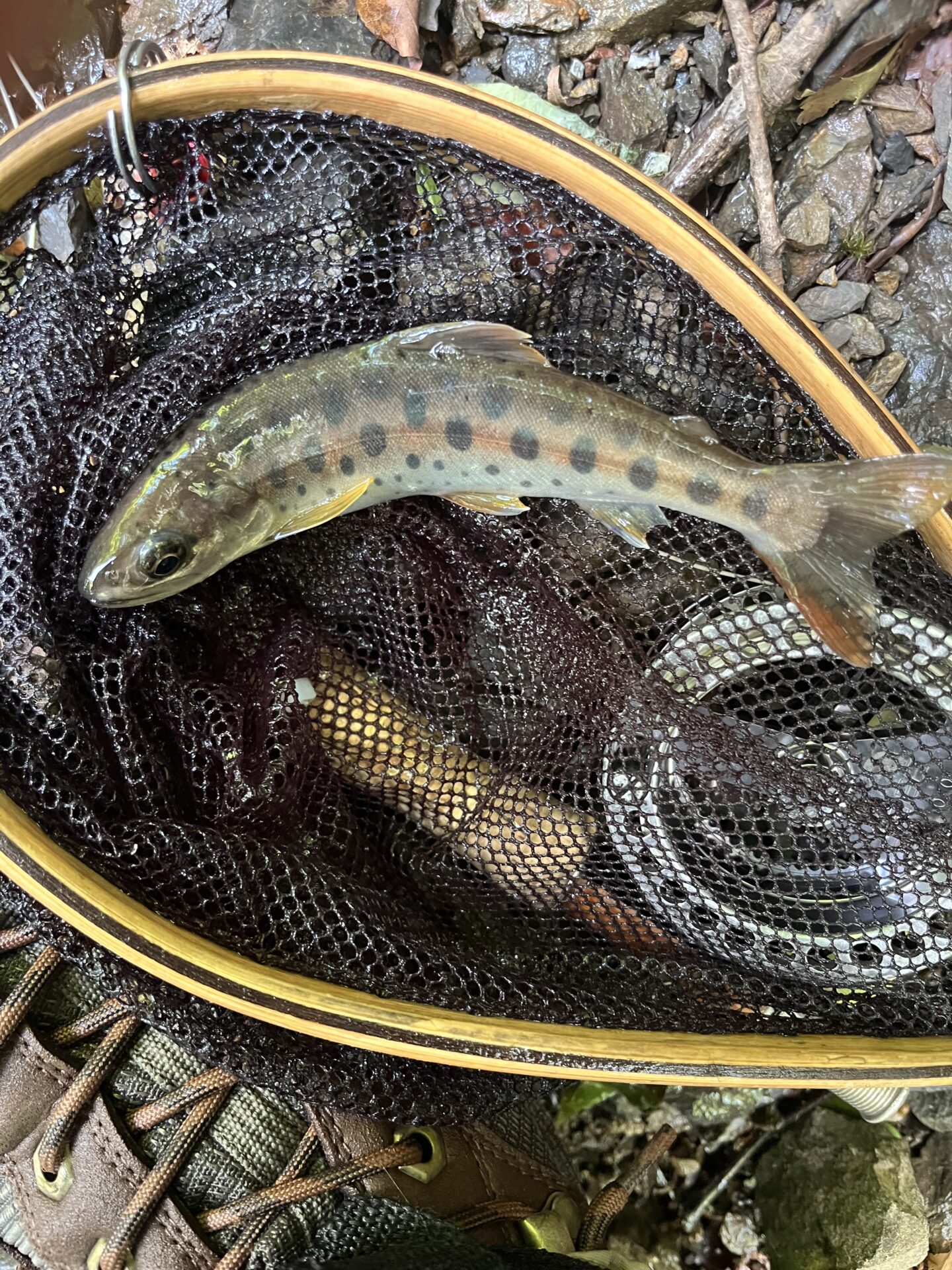 山女魚
上野村
特設釣り場
中丿沢毛ばり釣り専用区
2025.7.23
12:48