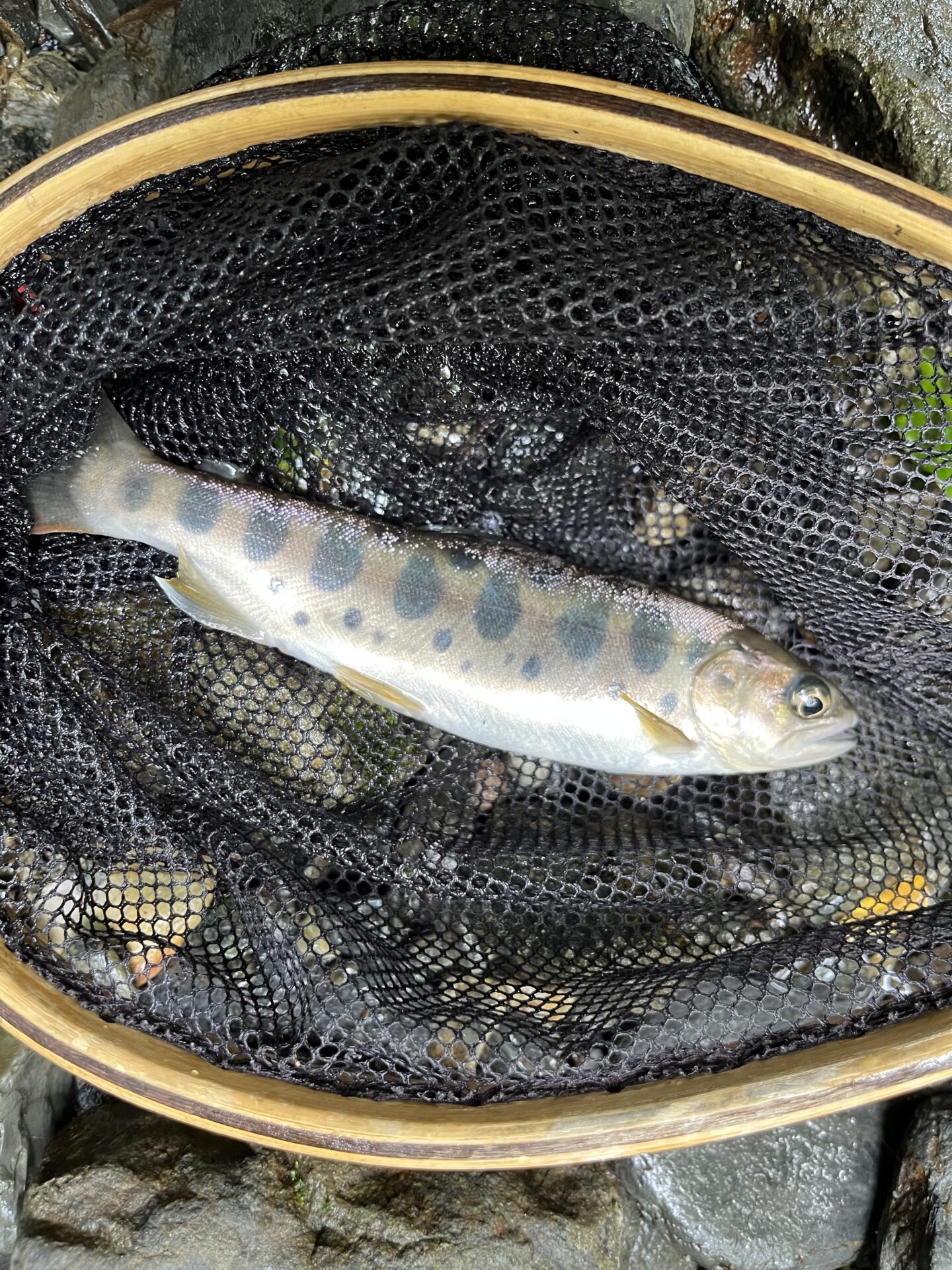 入渓直後に釣れた山女魚
シャロムの森
2025.7.24