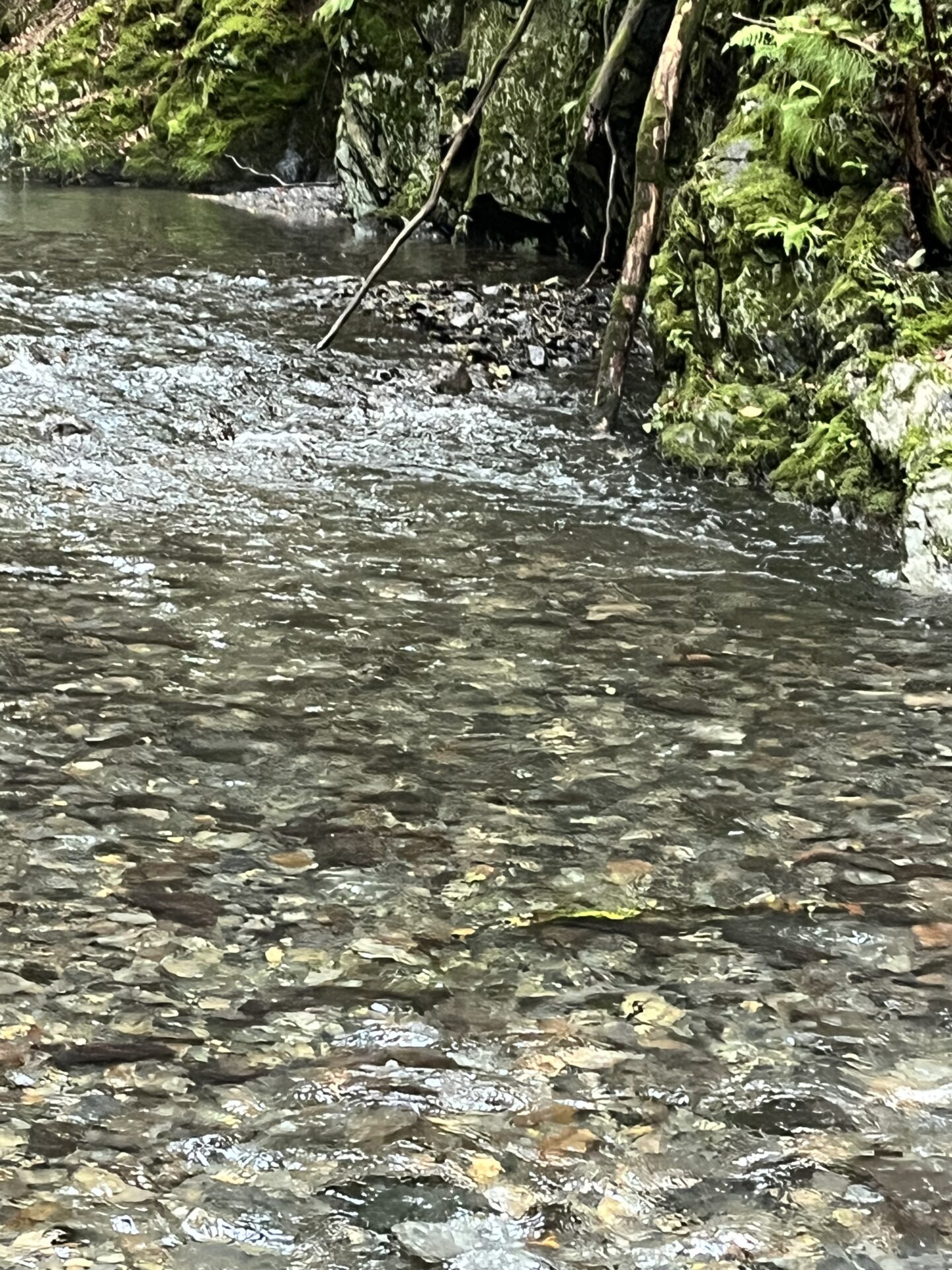 ポイント
山女魚
シャロムの森
10:00