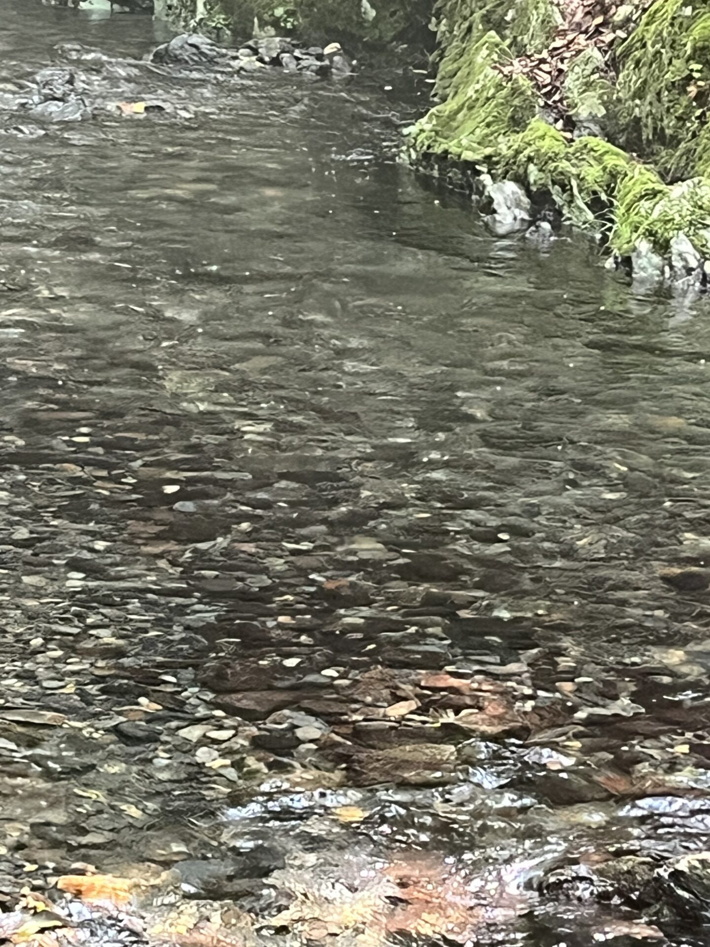 ポイント
山女魚
シャロムの森
10:06