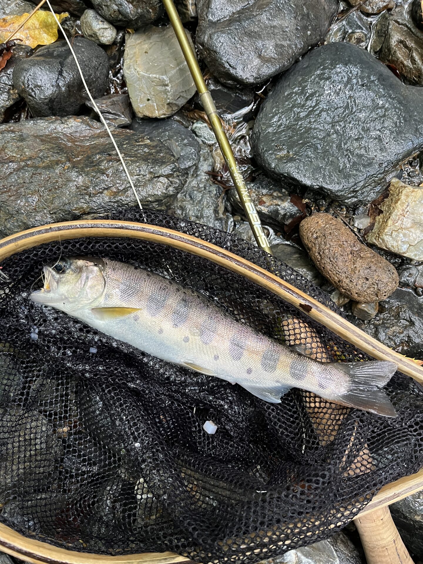 山女魚
シャロムの森
10:09