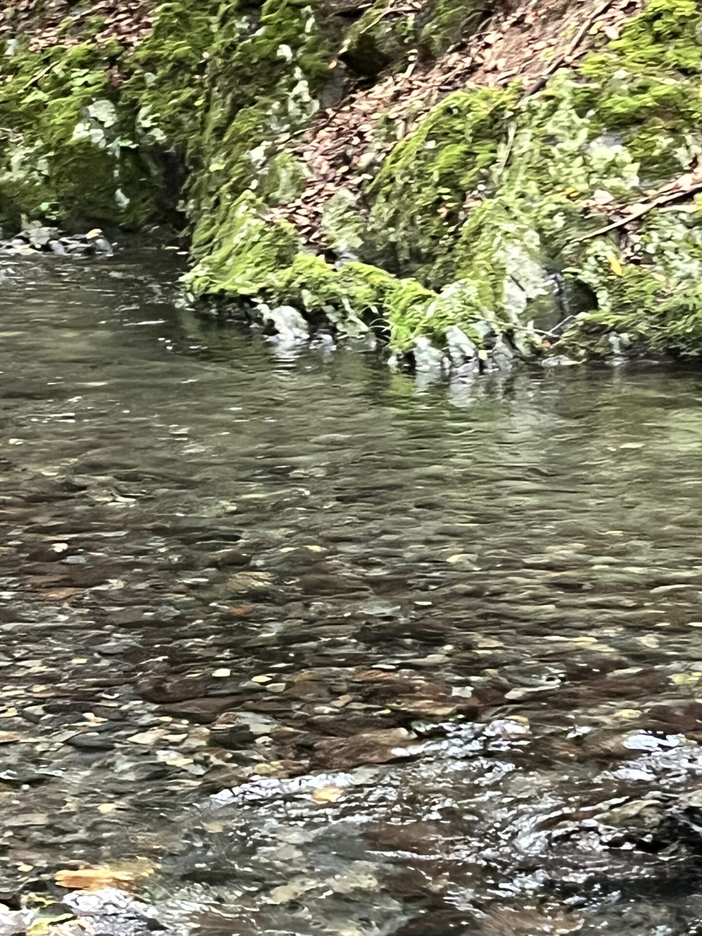 ポイント
山女魚
シャロムの森
10:09